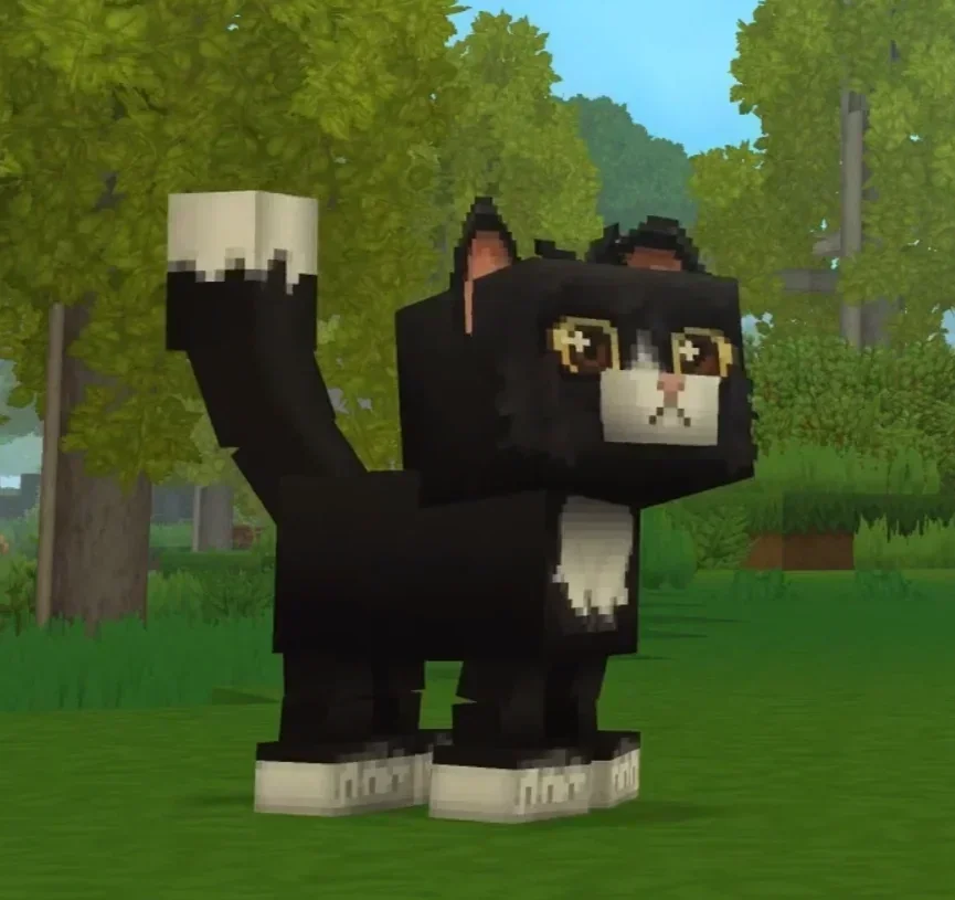 Cat (Kedi) görseli